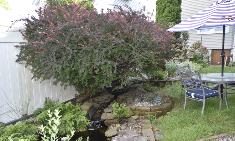 Stream and Pond